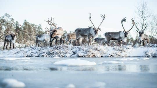 Day trip to Ranua Zoo with husky farm and reindeer farm visit