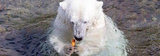 Ranua Zoo visit and lunch
