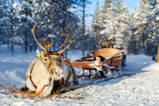 Traditional reindeer farm visit with sledge ride