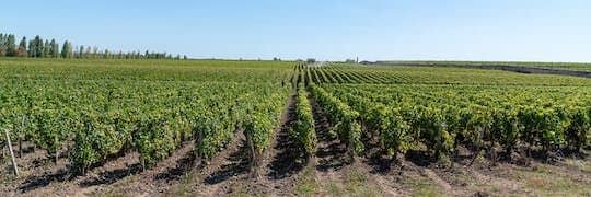 Vertical wine tasting tour at Vignobles Chatonnet