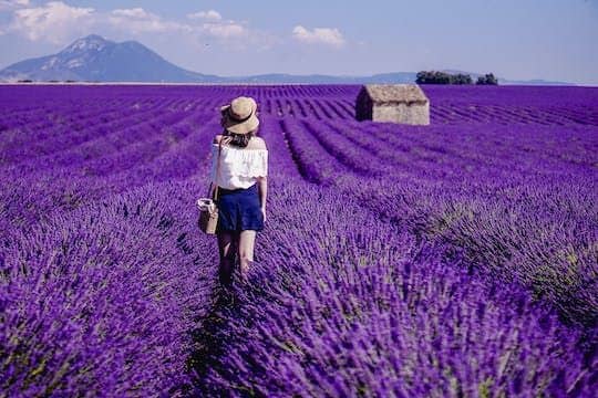 Full-day lavender tour in Valensole from Aix en Provence