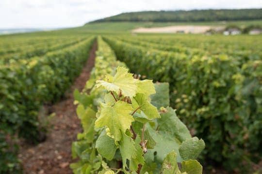 Morning Taittinger Champagne and family grower tour