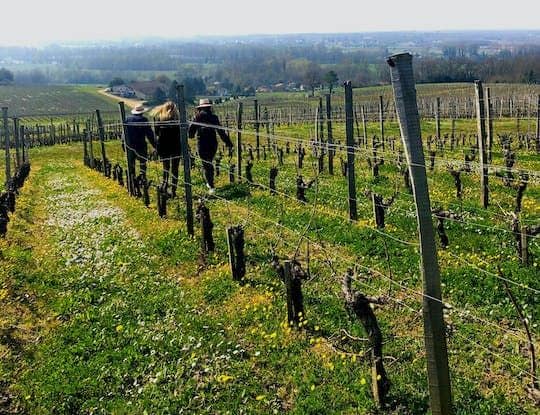 Nature tour with wine tasting at Château Réaut