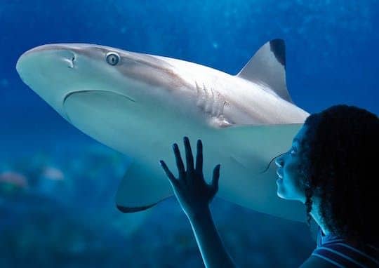 Tickets for the aquarium SEA LIFE Paris Val d'Europe