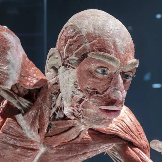 BODY WORLDS Berlin entrance tickets