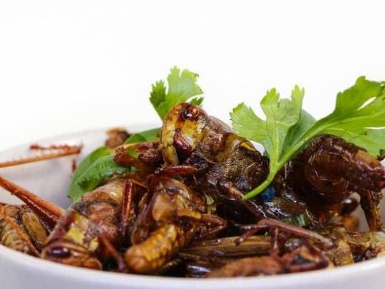 Insect cooking course in Schwetzingen near Mannheim