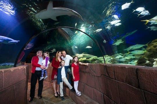 บัตรเข้าชมพิพิธภัณฑ์สัตว์น้ำซีไลฟ์ ฮันโนเวอร์ (SEA LIFE Hannover)
