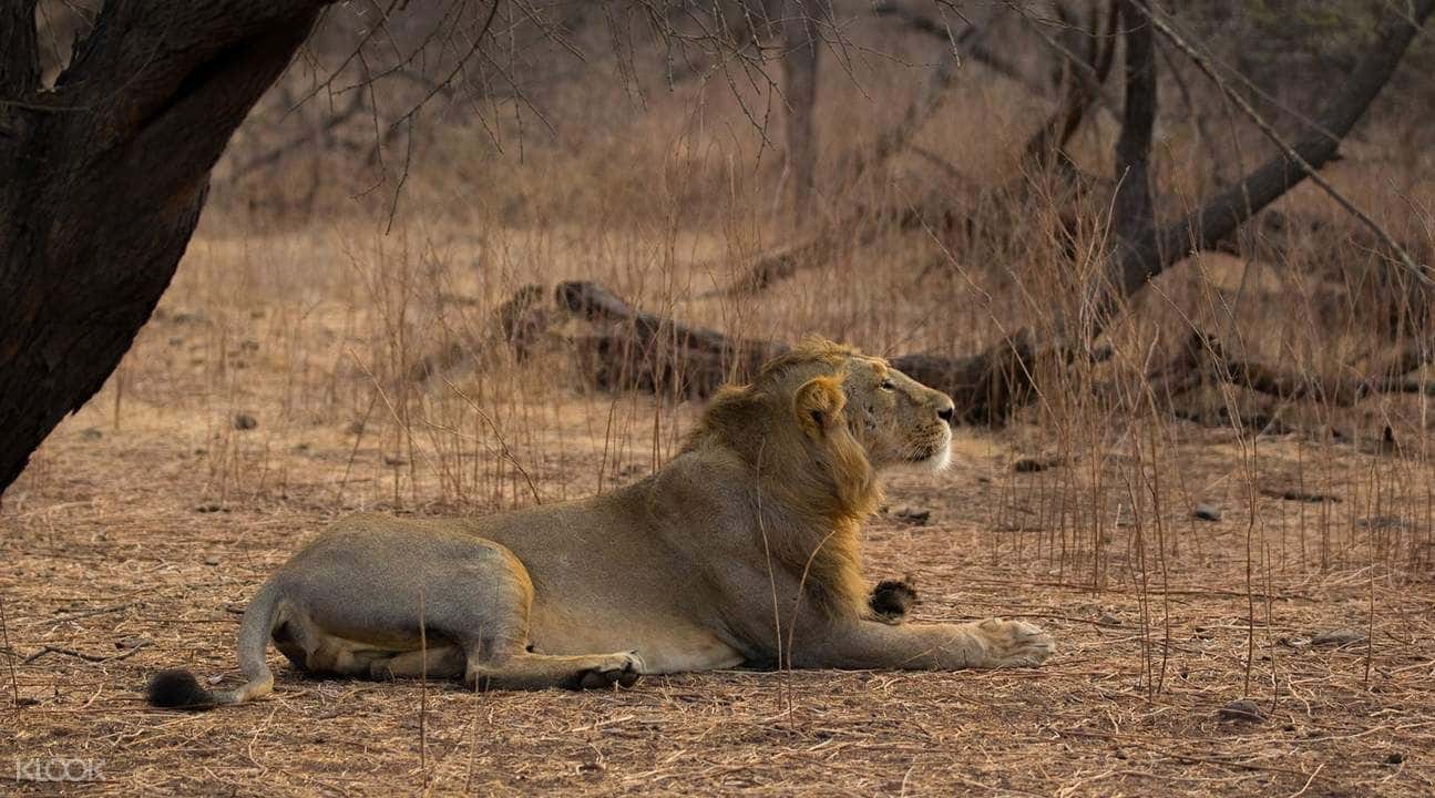2D1N Gir National Park Tour from Ahmedabad1