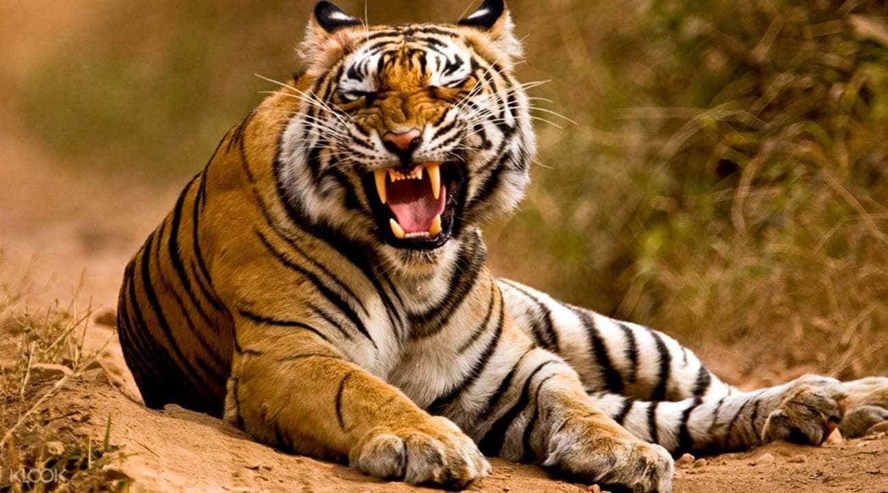 4D3N Jim Corbett And Nainital Tour From Delhi3