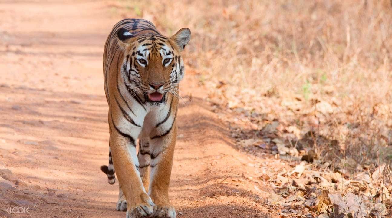 Bandipur Tiger Reserve Private Car Charter3