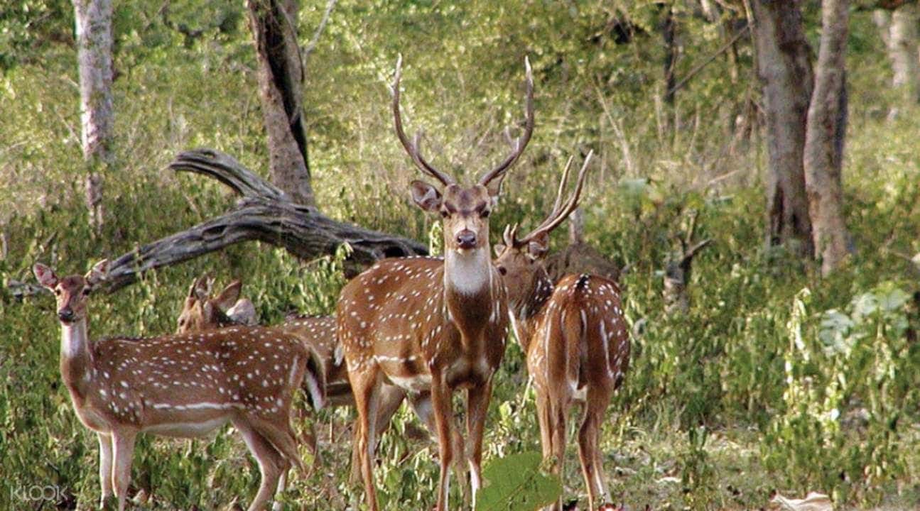 Bandipur Tiger Reserve Private Car Charter4