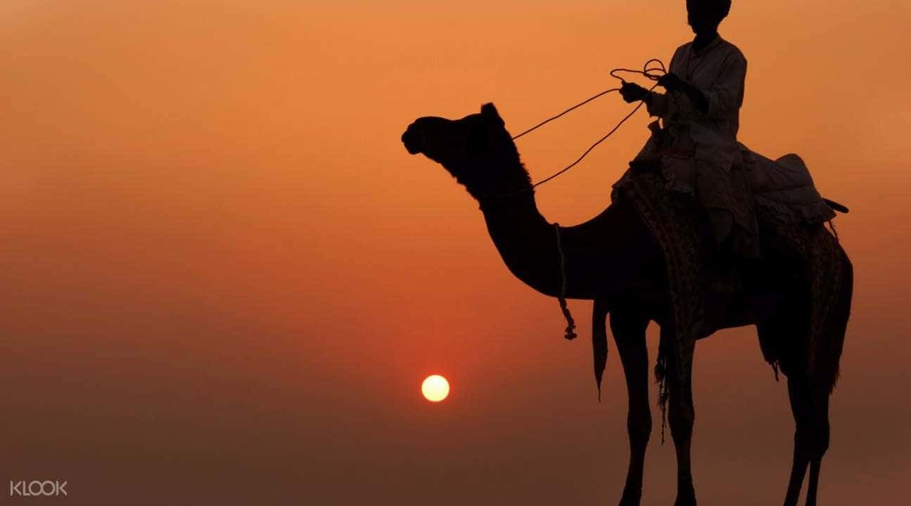 Camel Safari Experience In Jodhpur1