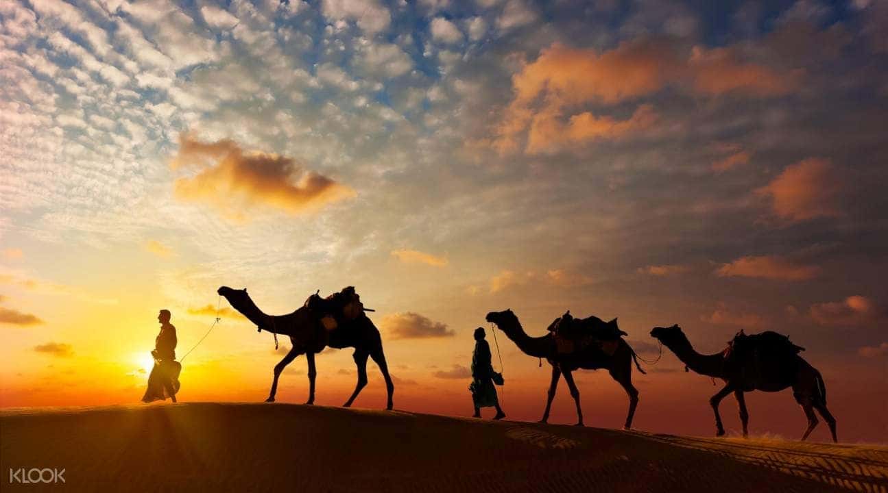 Camel Safari Experience In Jodhpur3
