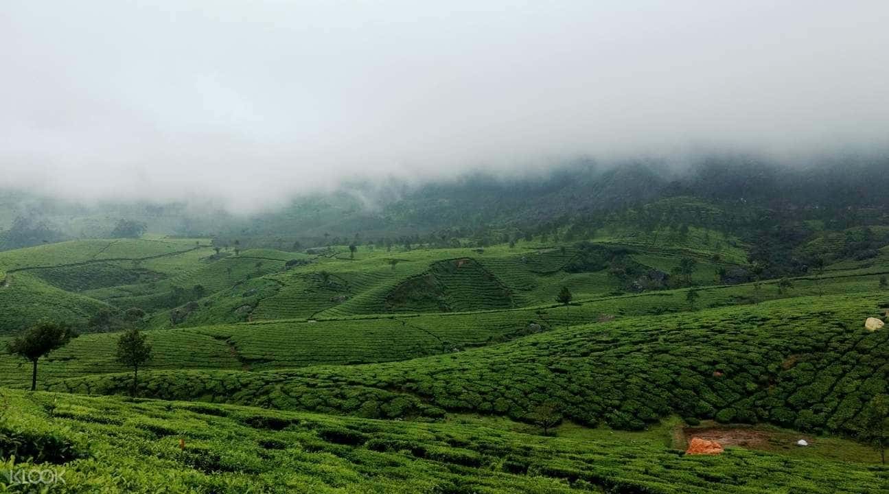 Cochin International Airport Private Transfers (COK) for Munnar2