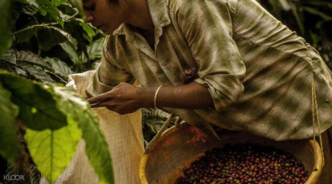 Coorg Coffee Plantation Tour4