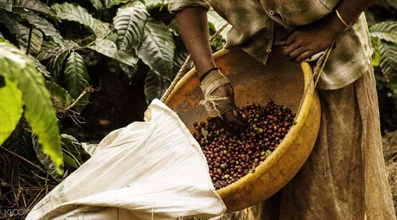 Coorg Coffee Plantation Tour2