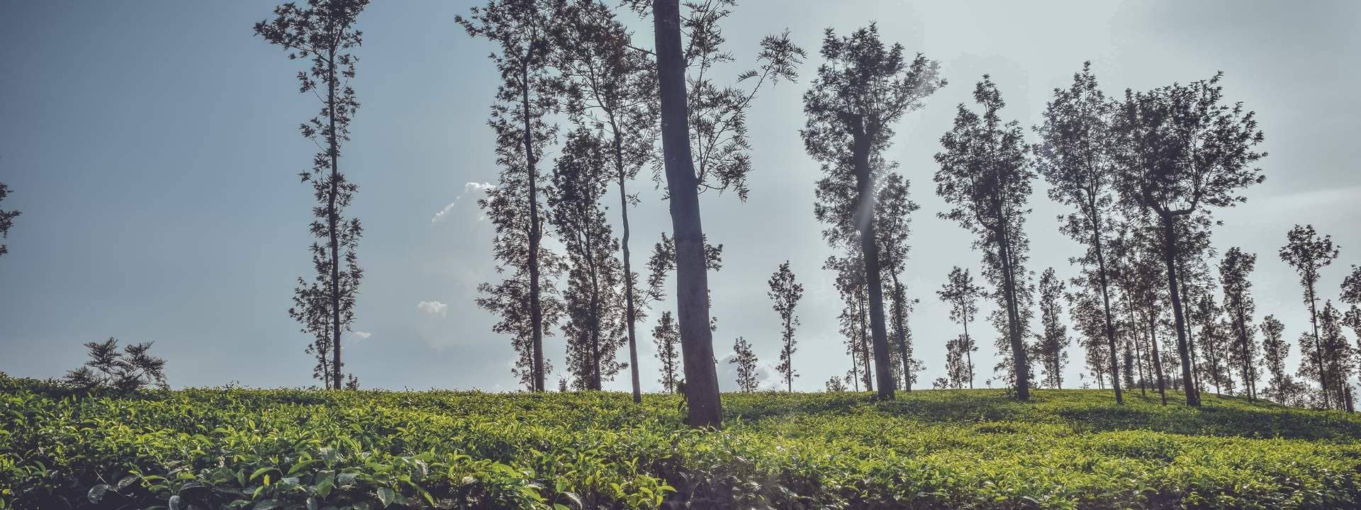 Cycling Tour To Iruppu Waterfalls And Tea Estates Of Coorg