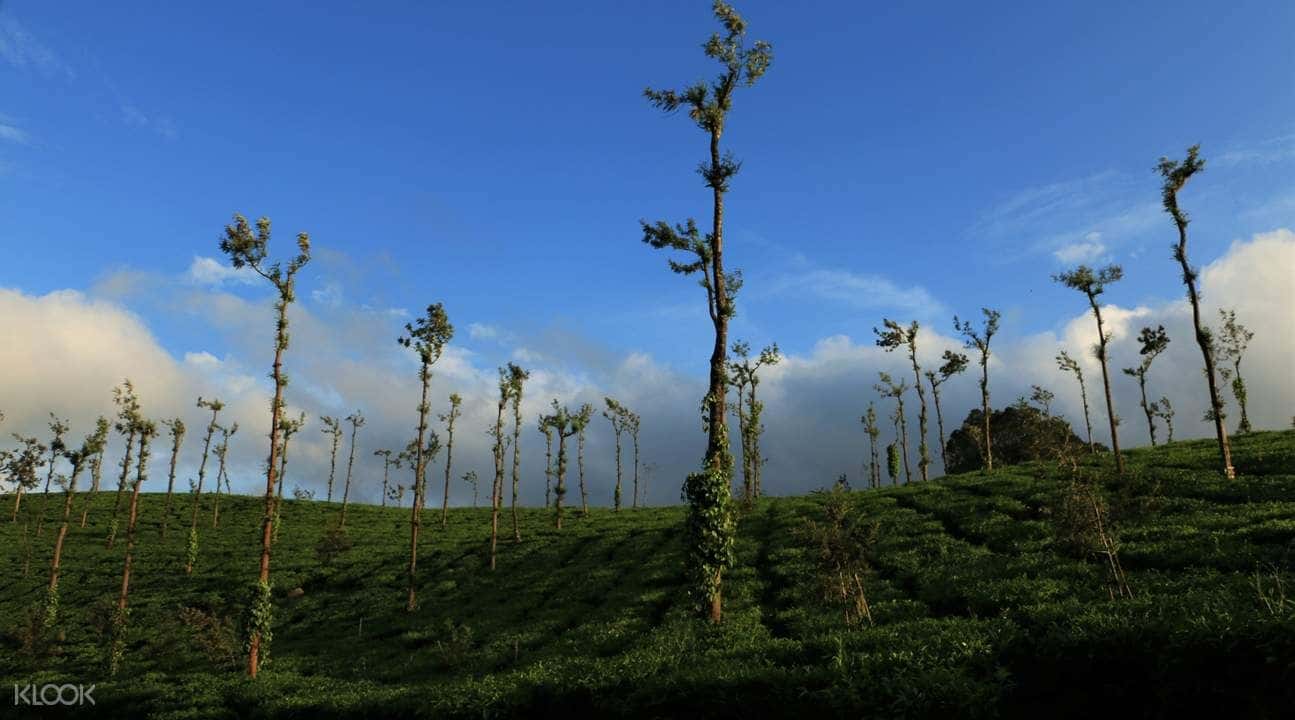 Cycling Tour To Iruppu Waterfalls And Tea Estates Of Coorg1