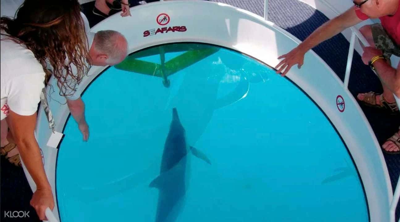Glass Boat Ride and Dolphin Watching Experience in Andaman3