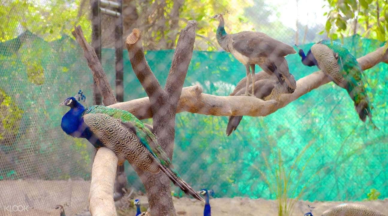Hyderabad Zoological Park Tour and Safari3