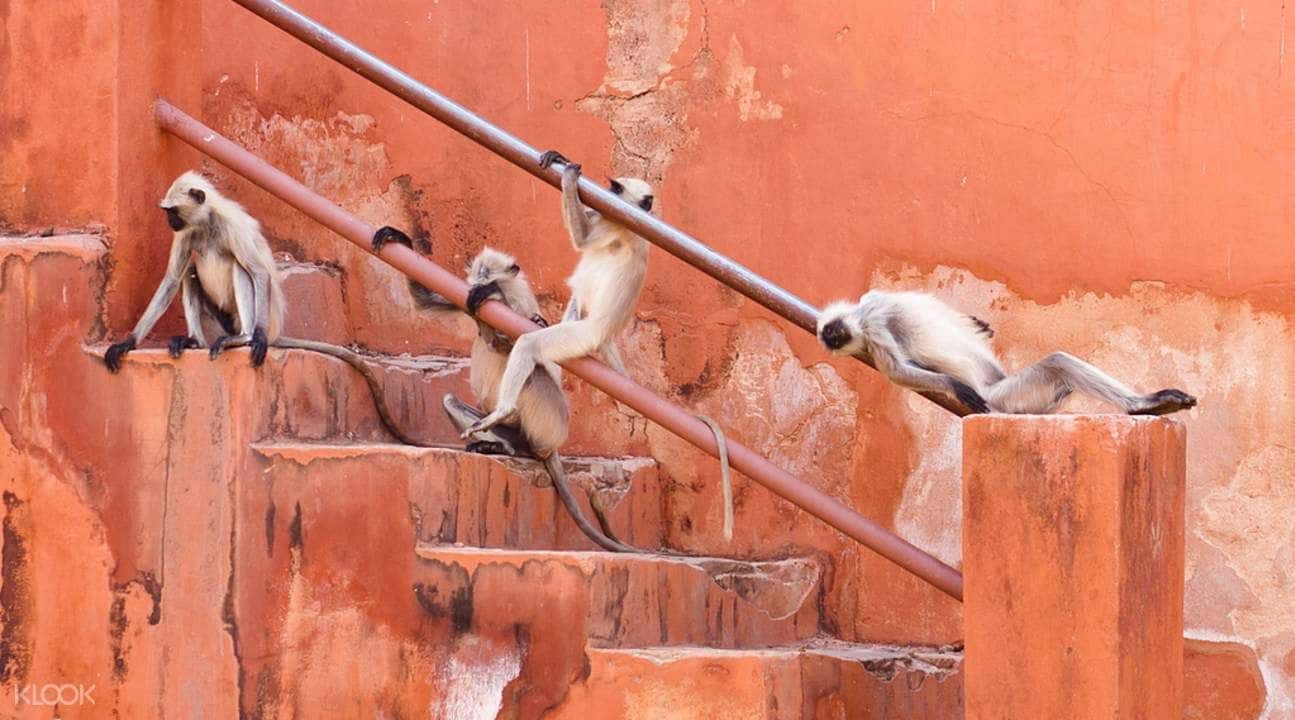 Jaipur Nahargarh and Jaigarh Fort Half Day Tour1