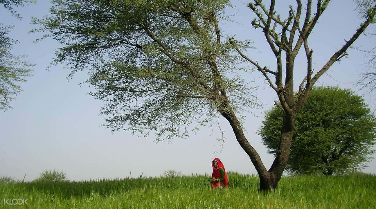 Jaipur Village Jeep Safari4