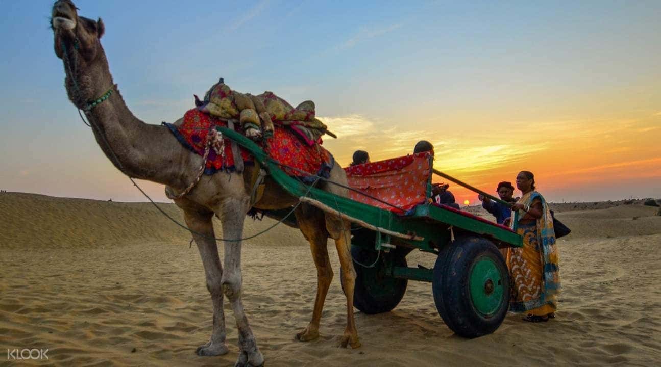 Jaisalmer Camel Safari Tour1