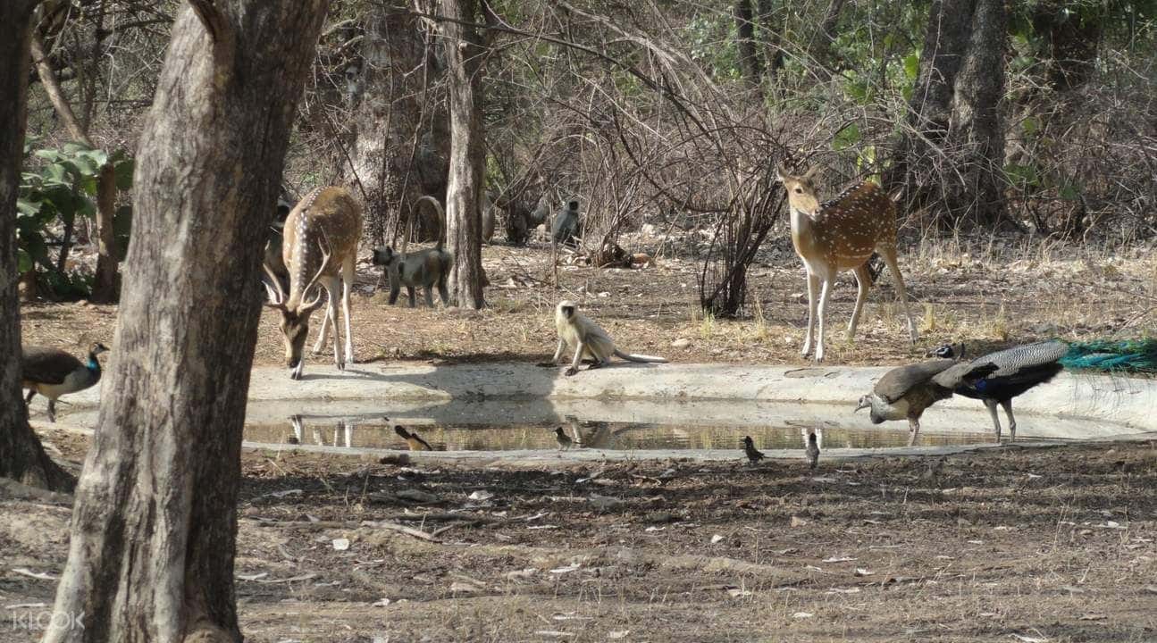 Jeep Safari Experience at Ranthambore National Park from Jaipur2