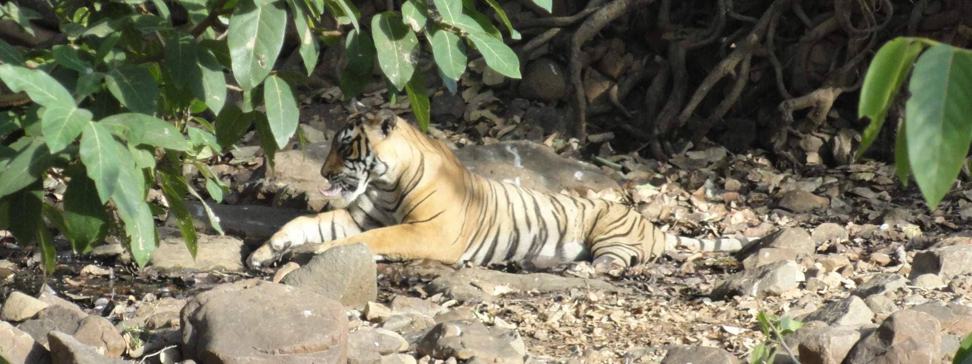 Jeep Safari Experience at Ranthambore National Park from Jaipur