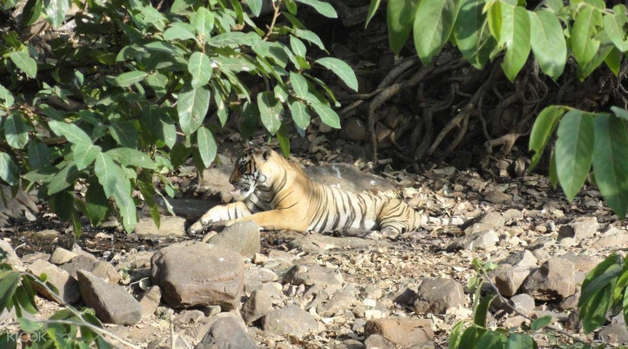 Jeep Safari Experience at Ranthambore National Park from Jaipur1