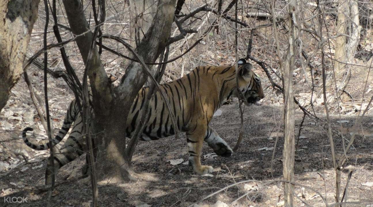 Jeep Safari Experience at Ranthambore National Park from Jaipur3