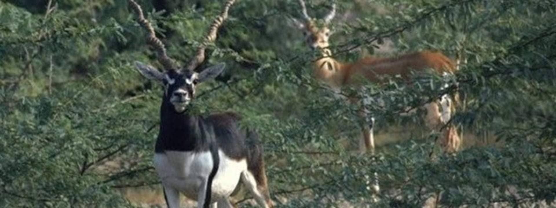 Jodhpur Bishnoi Villages Half Day Safari