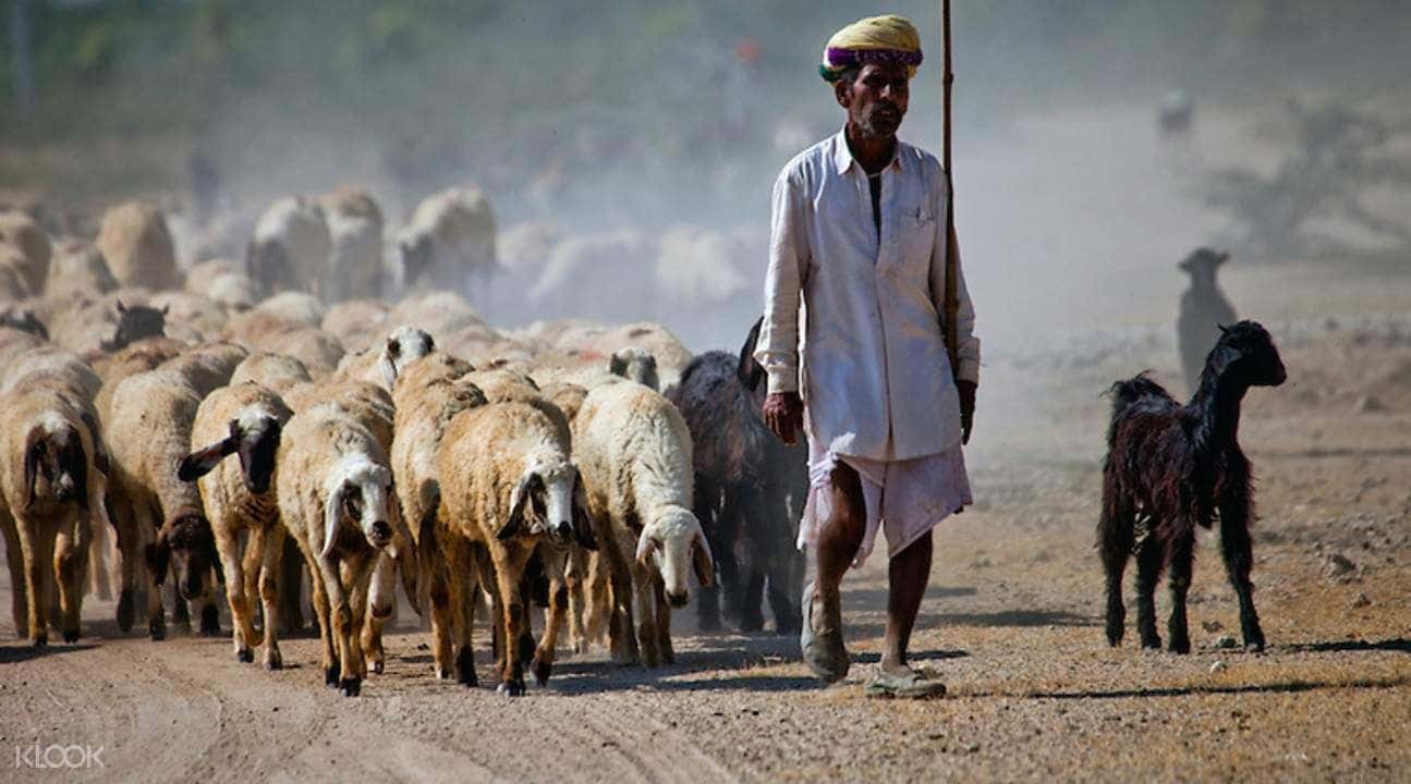 Jodhpur Bishnoi Villages Half Day Safari4