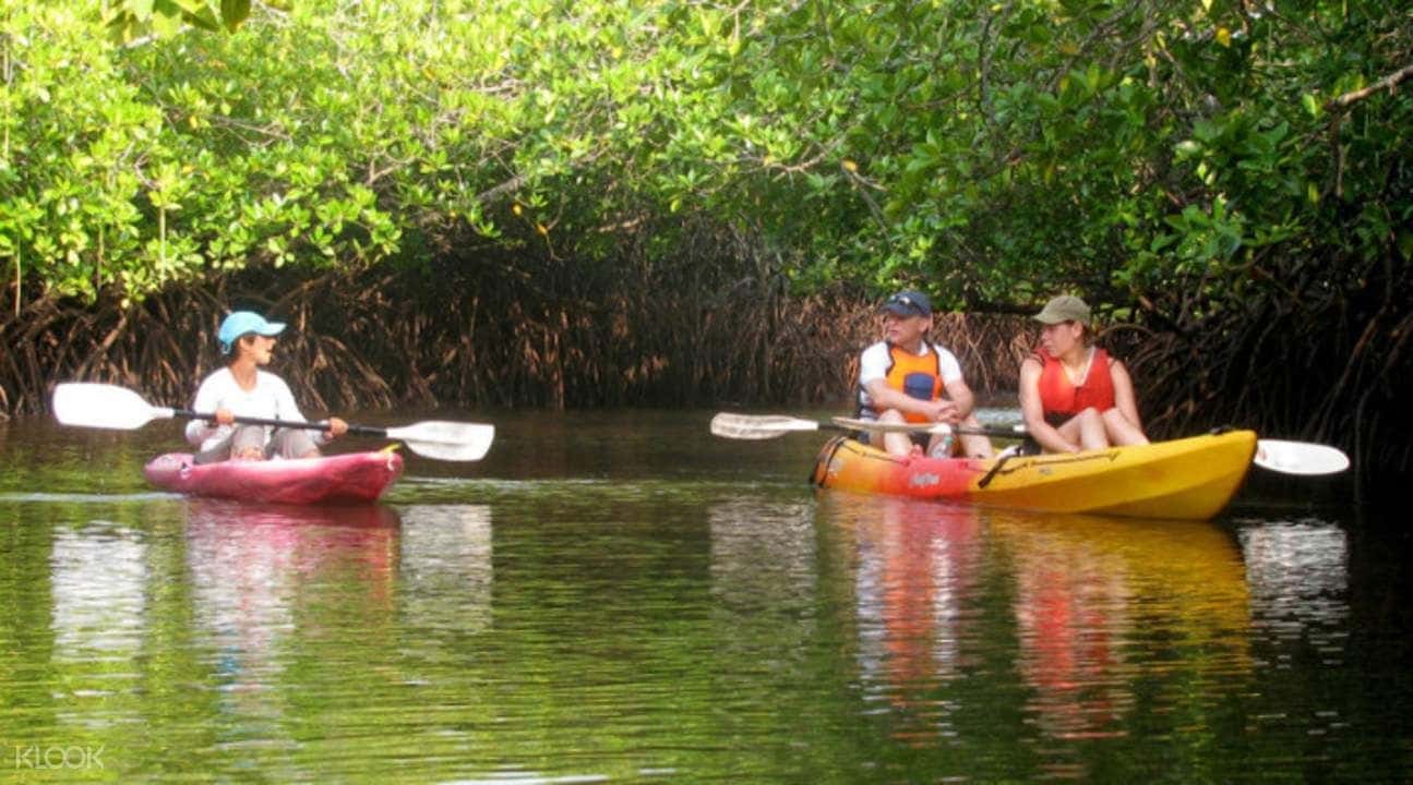 Mangrove Kayaking Experience in Andaman Islands2