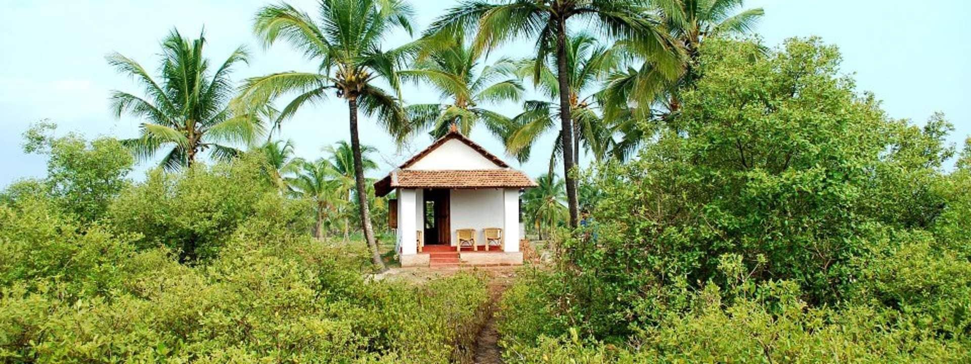 Mangrove Trail Tour in Payyanur