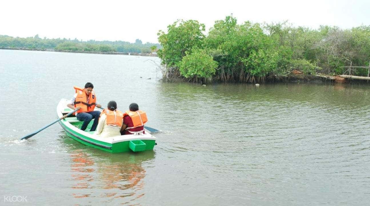Mangrove Trail Tour in Payyanur2