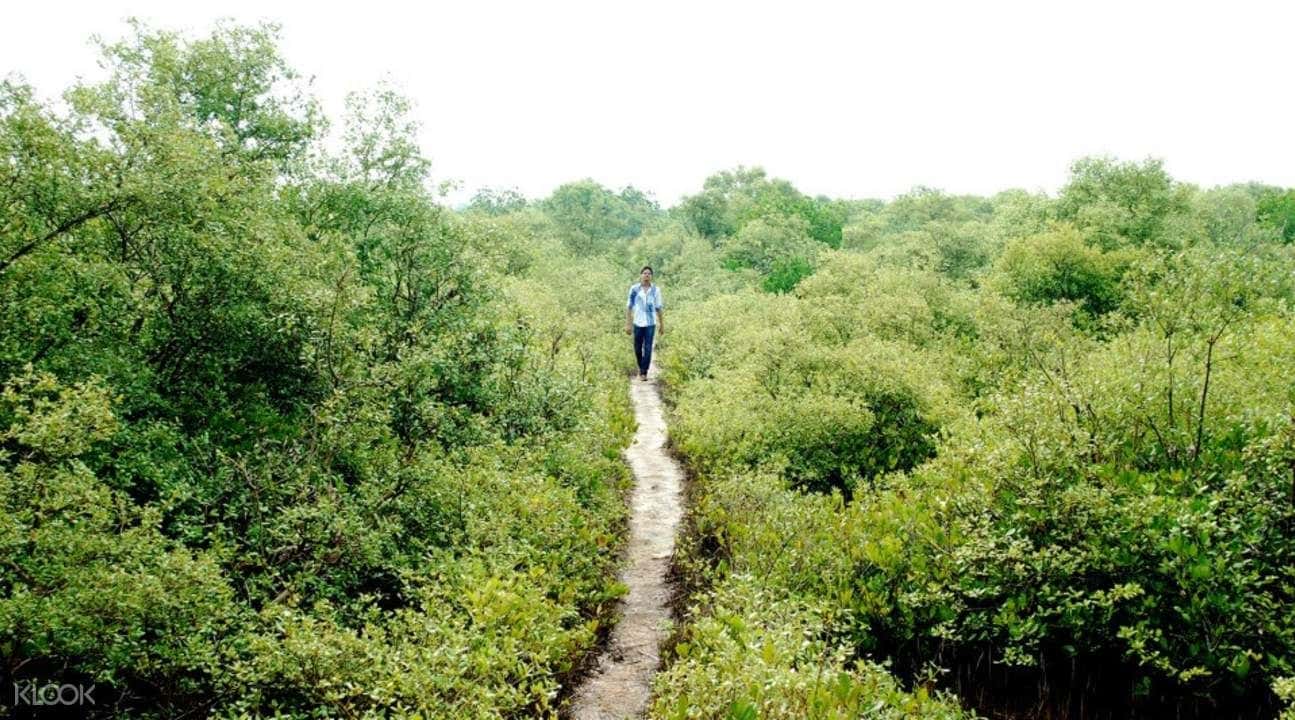 Mangrove Trail Tour in Payyanur1
