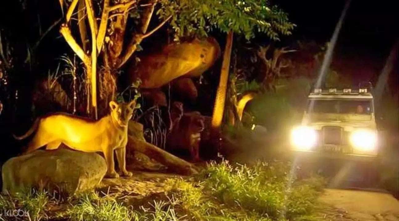 Munnar Chinnar Wildlife Sanctuary Night Safari1
