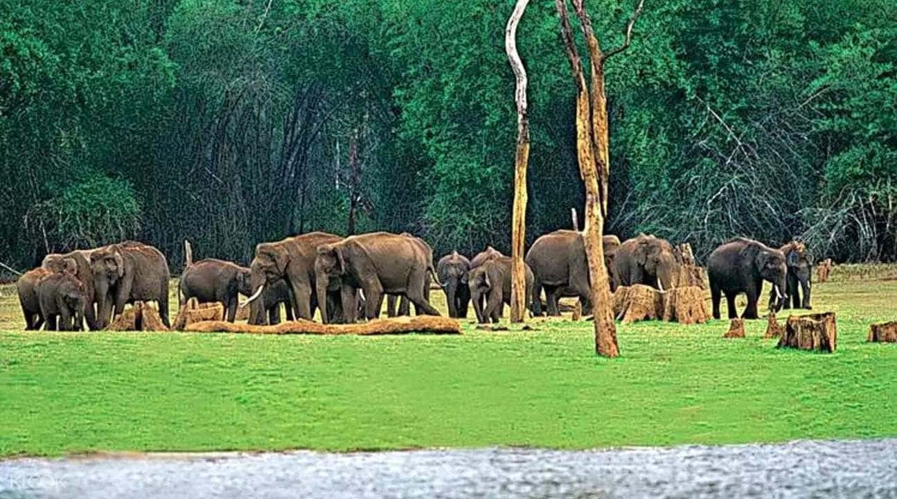 Munnar Chinnar Wildlife Sanctuary Night Safari2