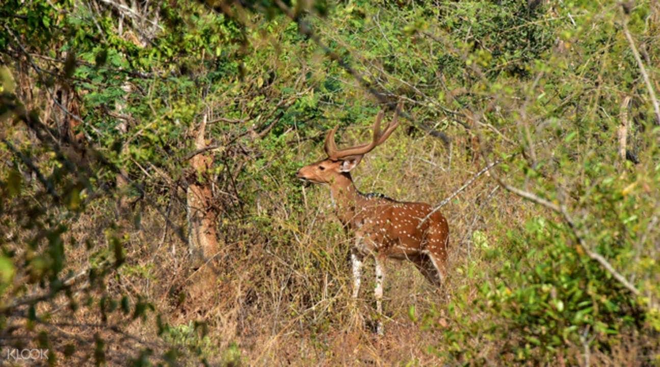Munnar Chinnar Wildlife Sanctuary Night Safari3