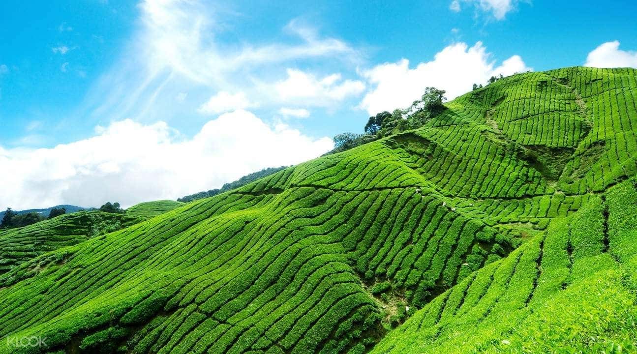 Munnar Tea Plantation Walking Tour2