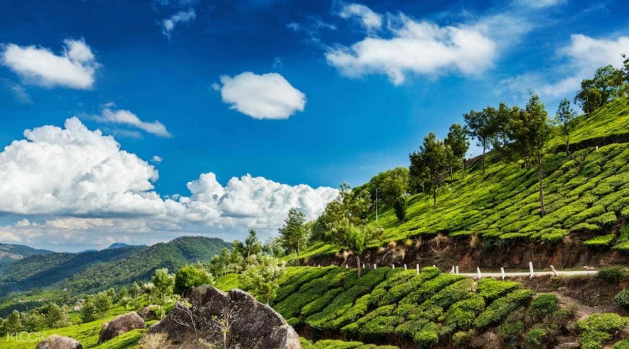 Munnar Tea Plantation Walking Tour4