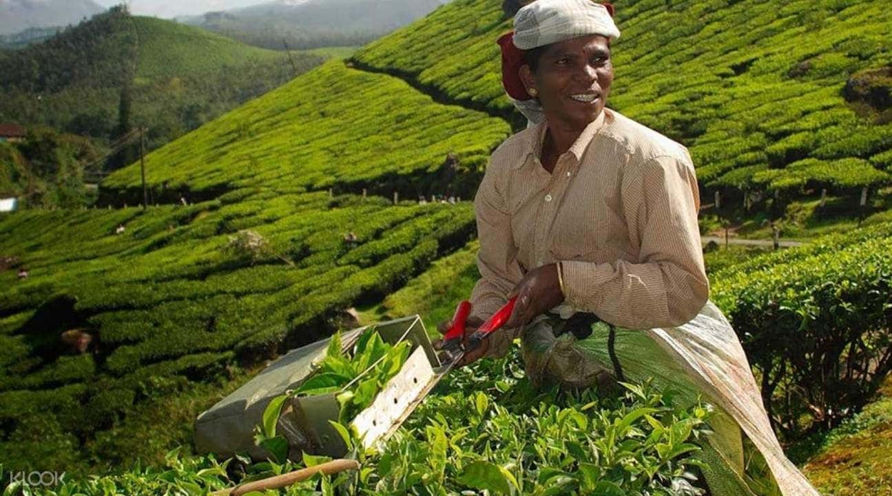 Munnar Tea Plantation Walking Tour3