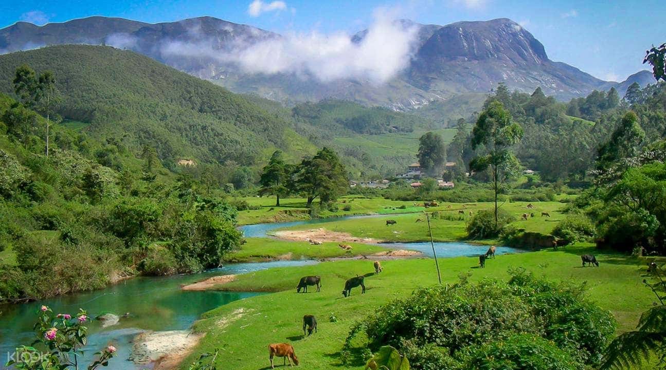 Munnar Tea Valley Tour (Half Day/Full Day)1