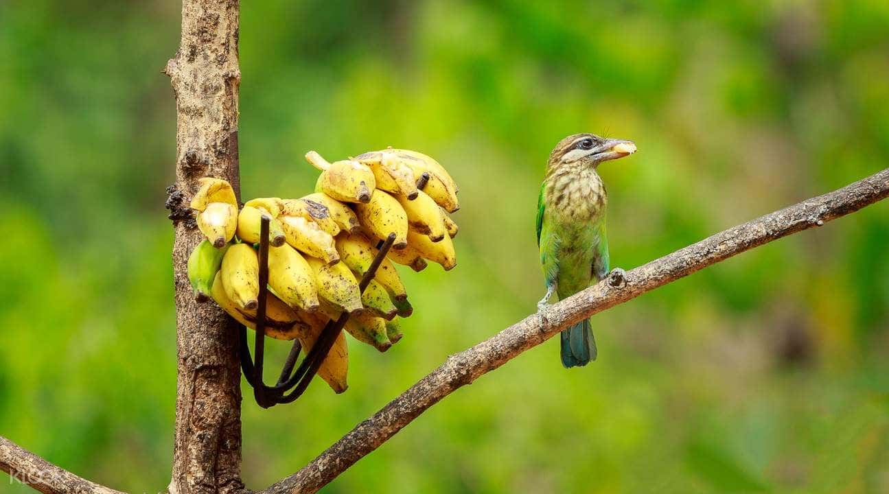 North Goa Bird Watching Tour1