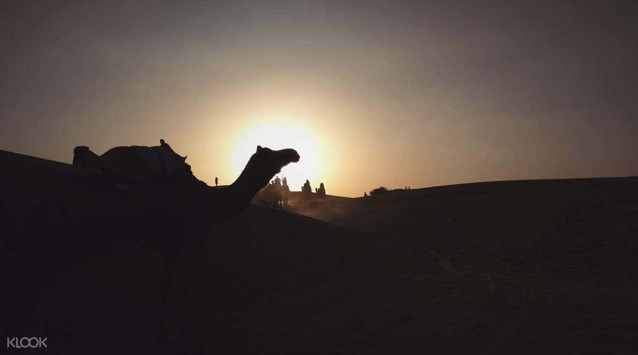 Overnight Camel Safari In Jodhpur2