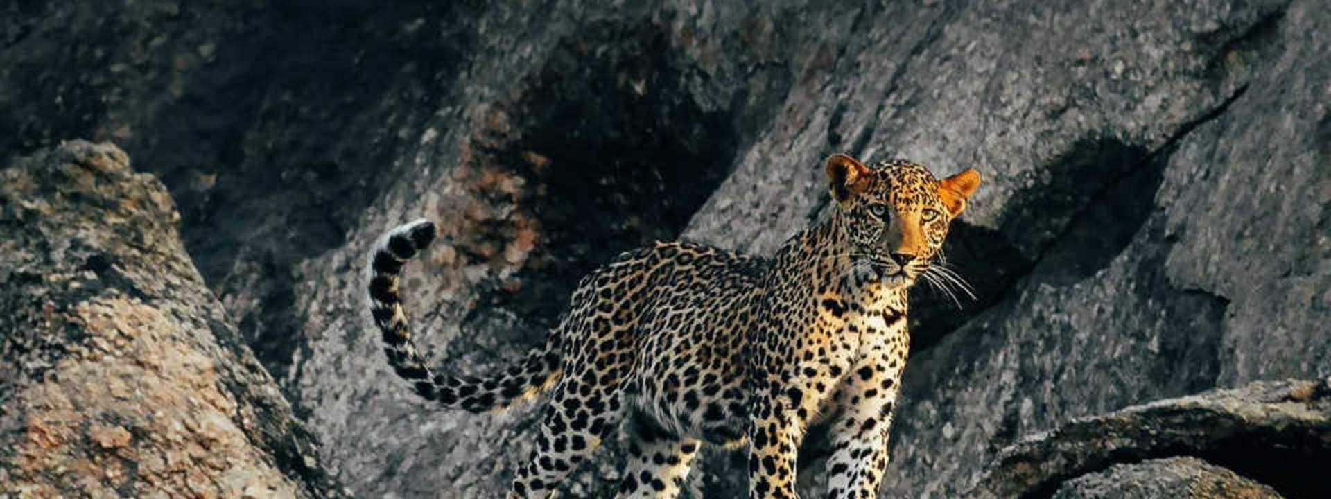 Private Leopard Safari Experience from Jodhpur