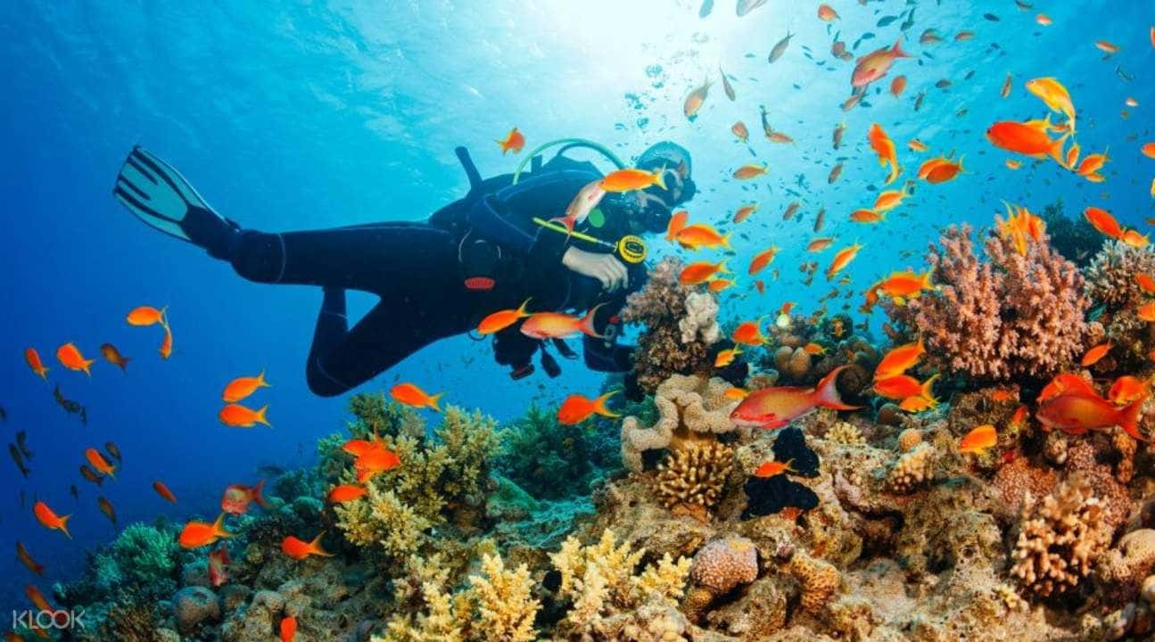 Scuba Diving and Water Sports Combo Package in Malvan from Goa3