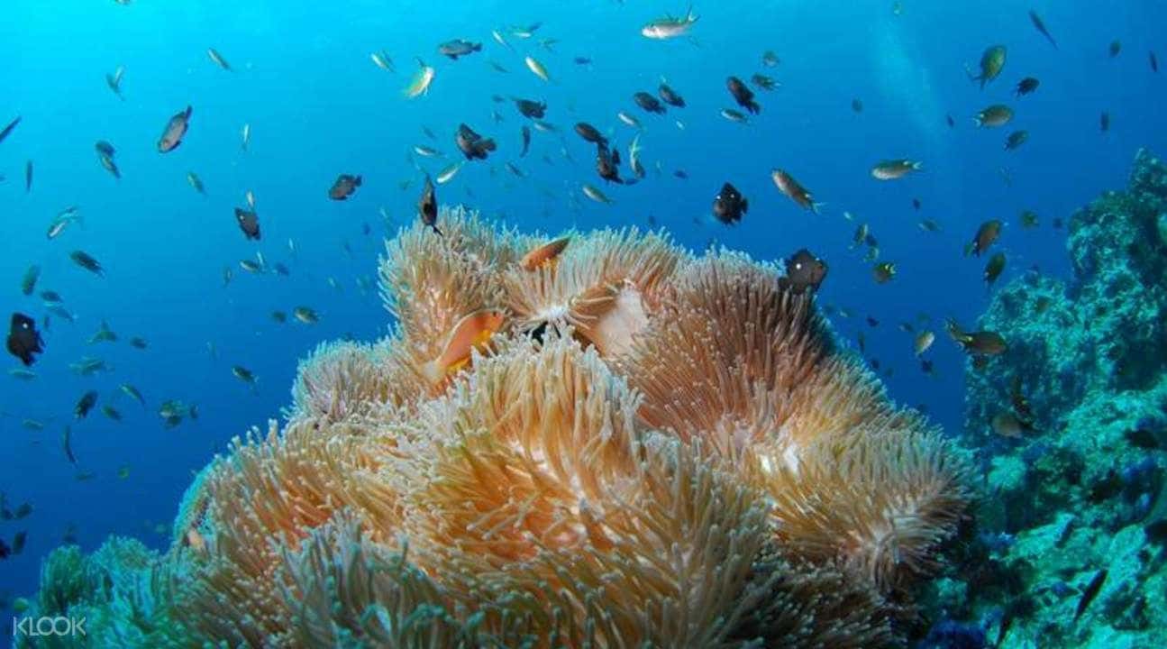 Scuba Diving Experience in Havelock Island2