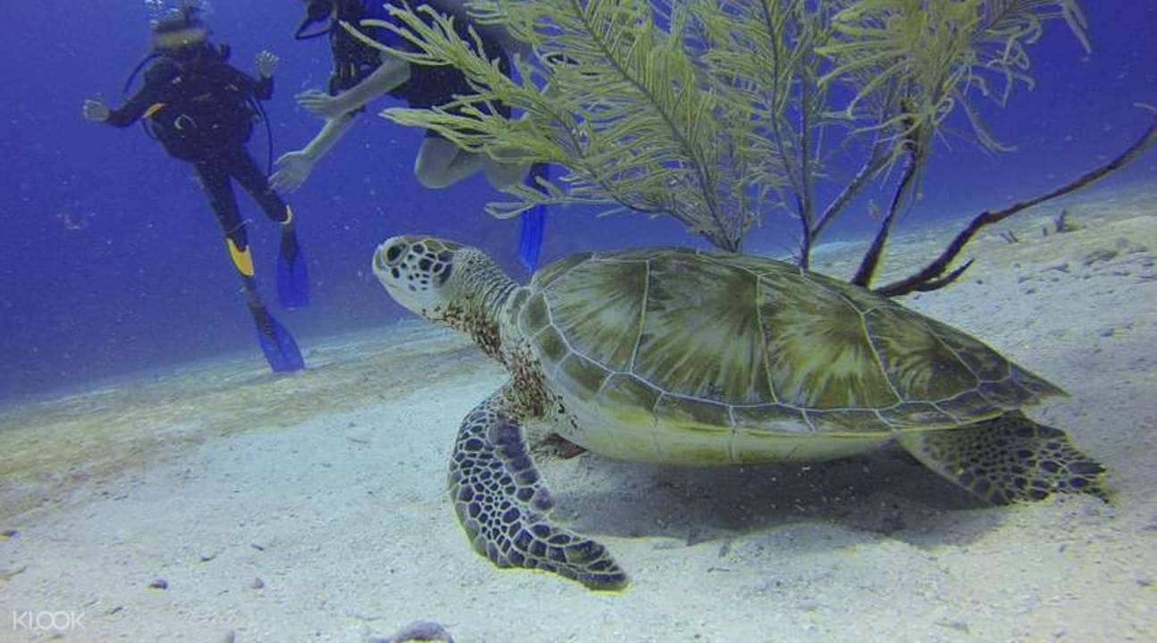 Scuba Diving Experience in Havelock Island3